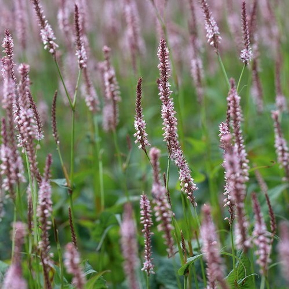 Горец свечевидный "Rosea". Persicaria amplexicaulis "Rosea".