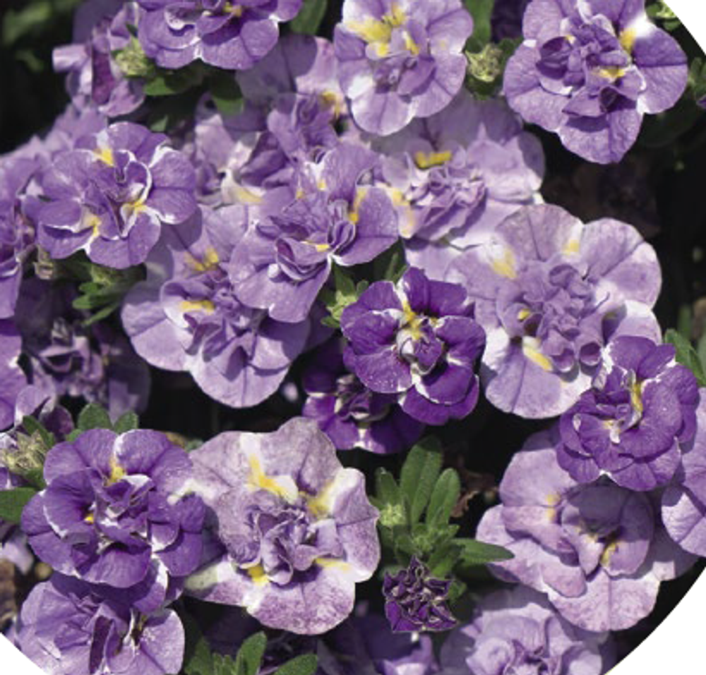 ЕВРО Калибрахоа Loopy Lavender укорененный черенок ОКС начало декабря