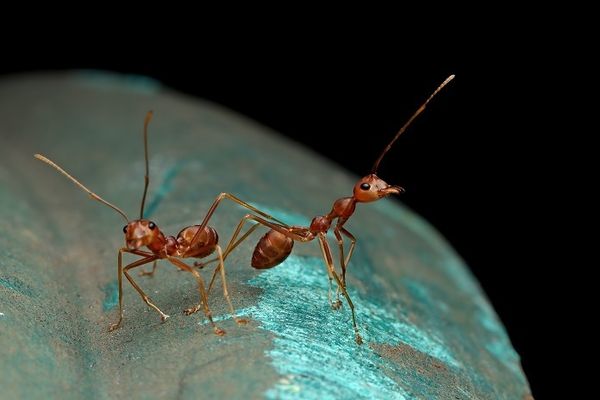 Простая защита от муравьев и тли – пищевая сода