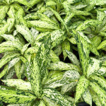 Диффенбахия STAR BRIGHT (2 ствола)