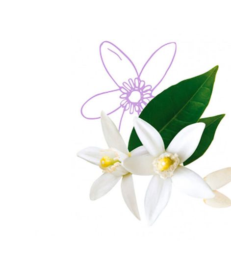 Наконец-то вместе, смесь эфирных масел для ультразвукового диффузора, Pranarom