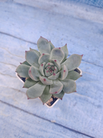Echeveria Chihuahuensis (Эхеверия)