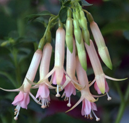 Фуксия Jaspers Lightening укоренный черенок ОКС