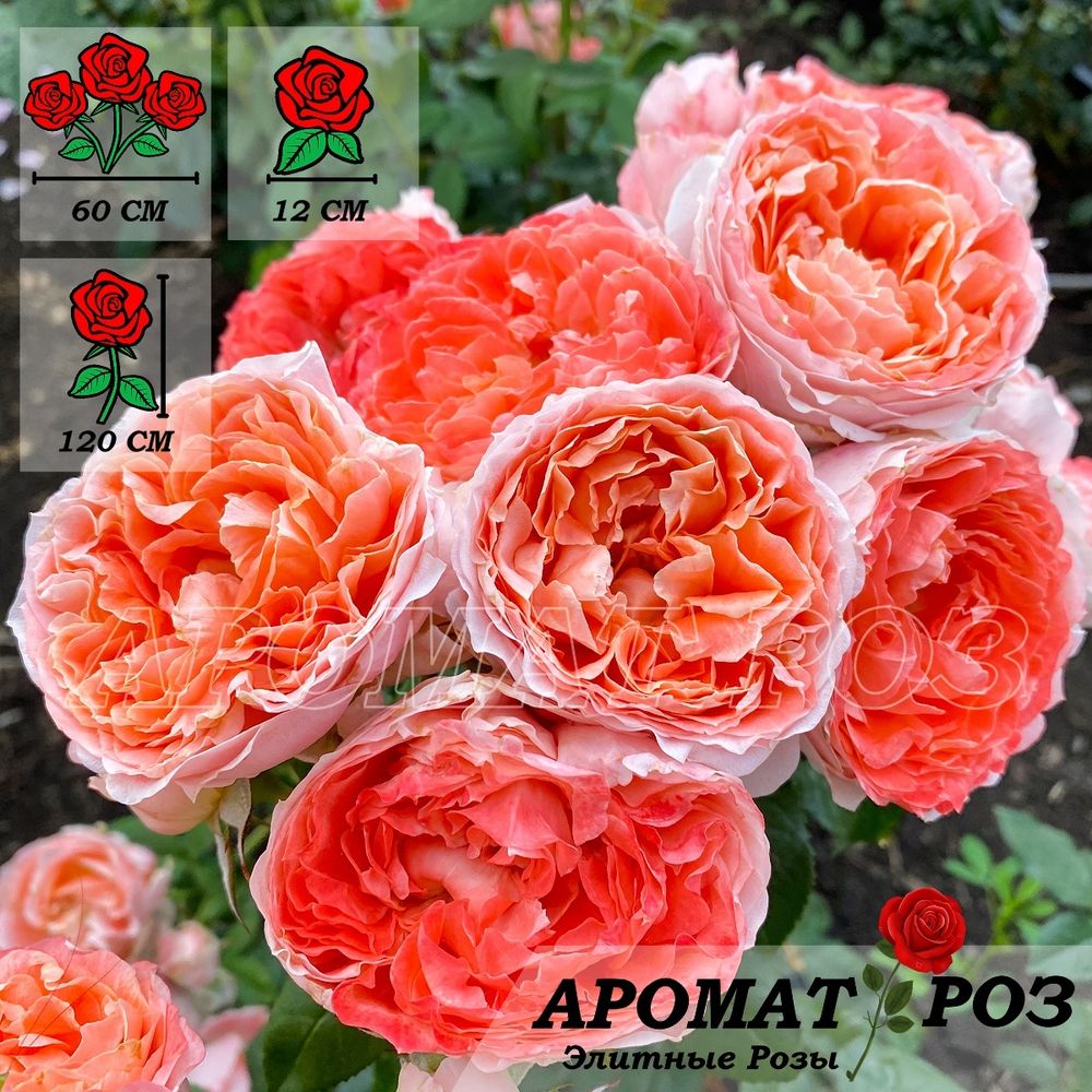 Принцесса Сакура (Princess Sakura)