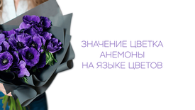 Значение цветка анемоны на языке цветов
