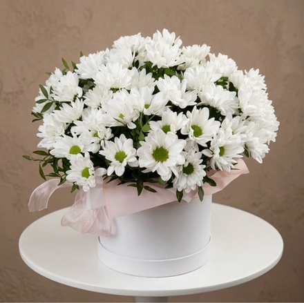 Белоснежные ромашковые хризантемы в коробке