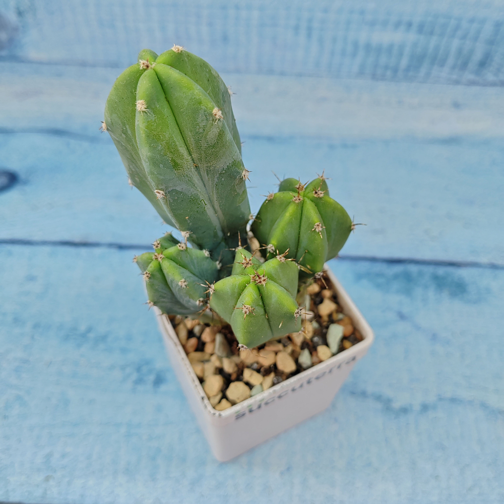 Myrtillocactus Geometrizans (Миртиллокактус)