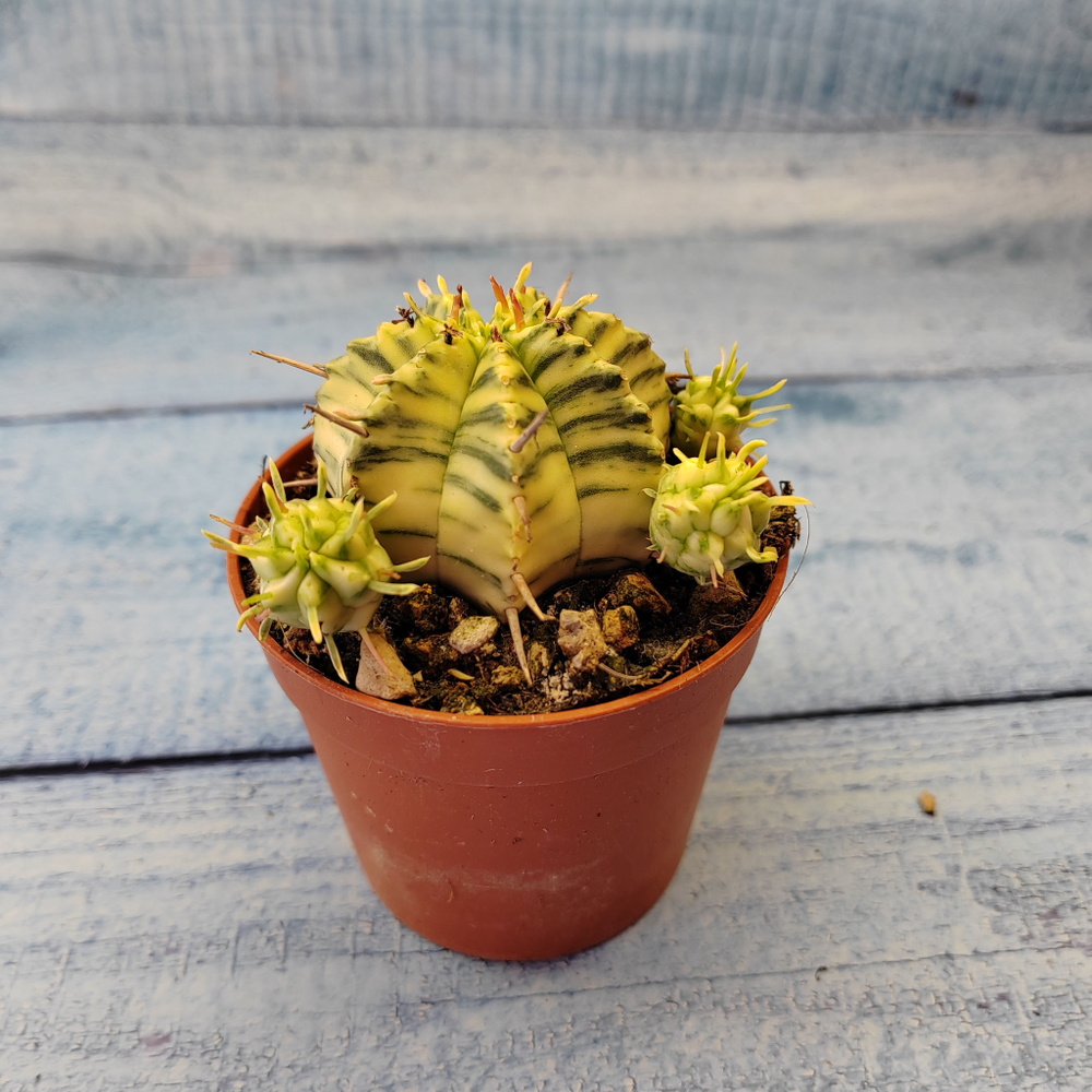 Euphorbia meloformis f. Variegated (Эуфорбия вариегатная)