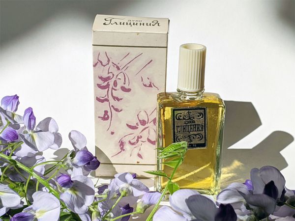 Suvenir Glicinia Глициния