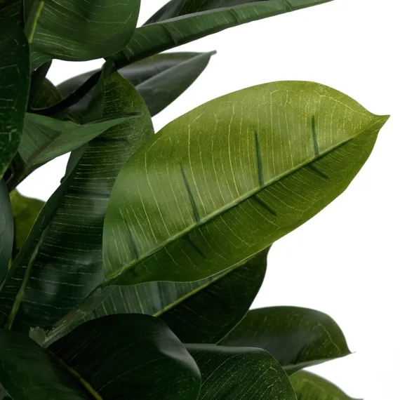 Фикус Эластика высота 180 см