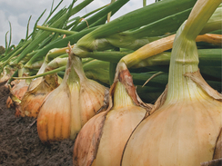 Медуза F1 семена лука репчатого (Takii / Таки)