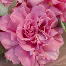 Букет из пионовидных премиальных французских роз