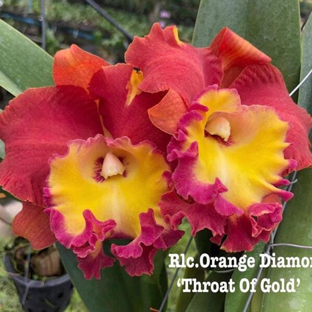 Орхидея ринхолелиокаттлея RLC. ORANGE DIAMOND THROAT OF GOLD