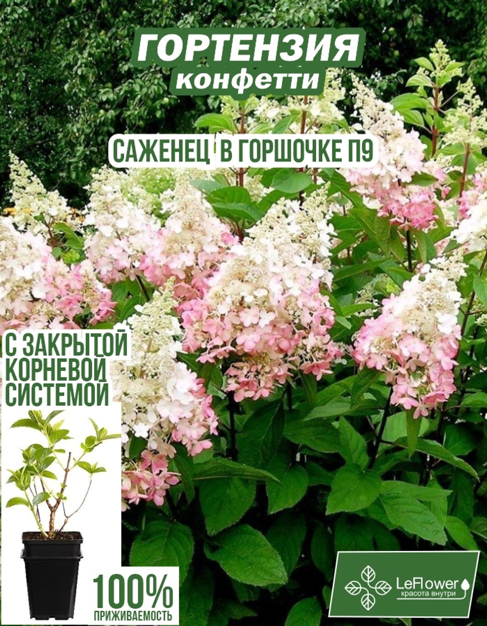 Саженец, Гортензия, Конфетти