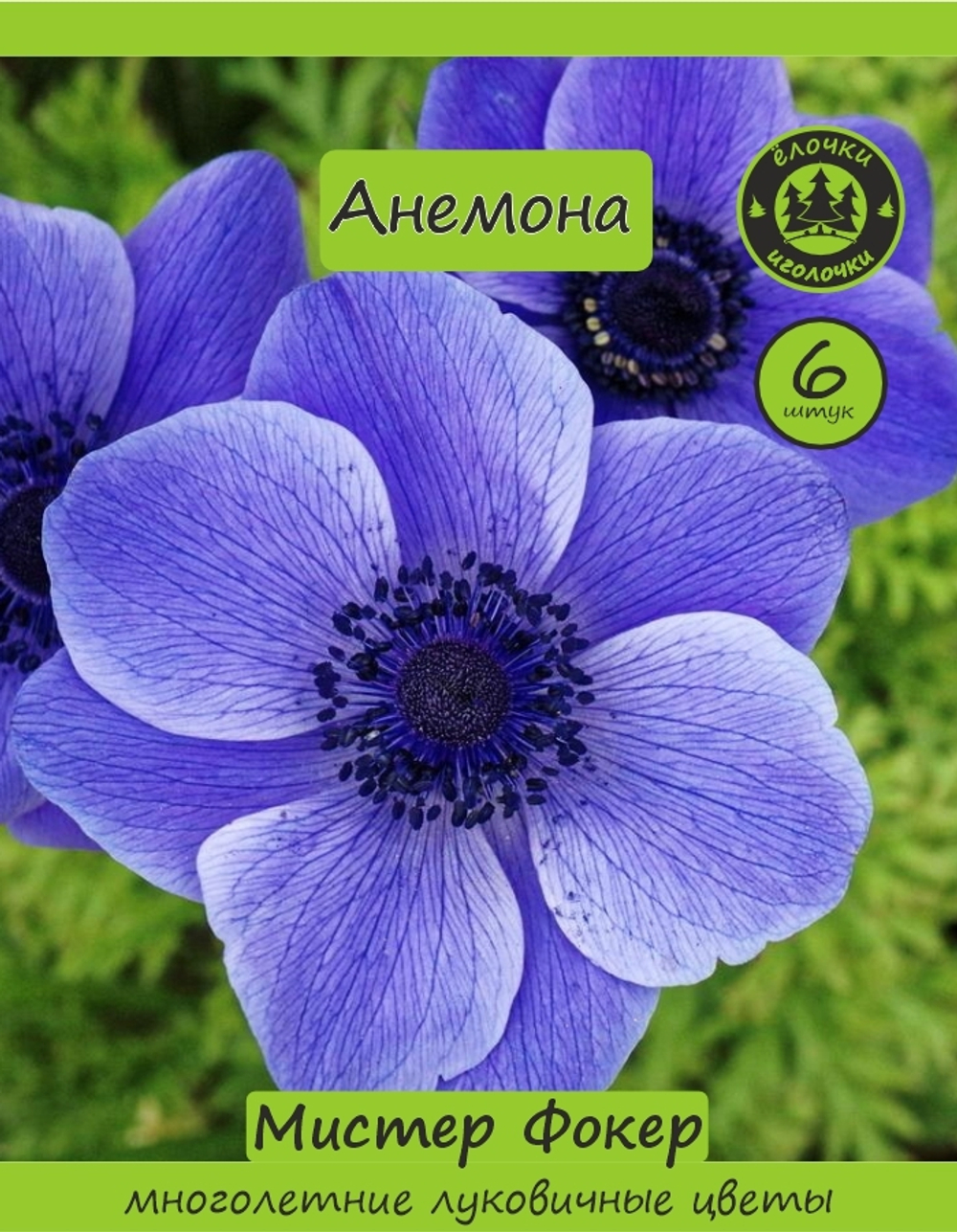 Анемона луковицы, Мистер Фокер 6 шт