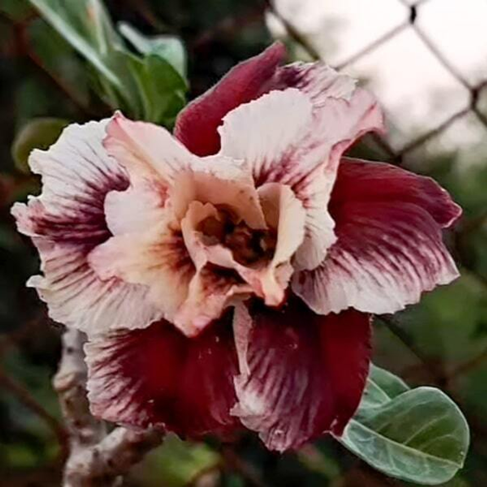 Адениум SARASWATI