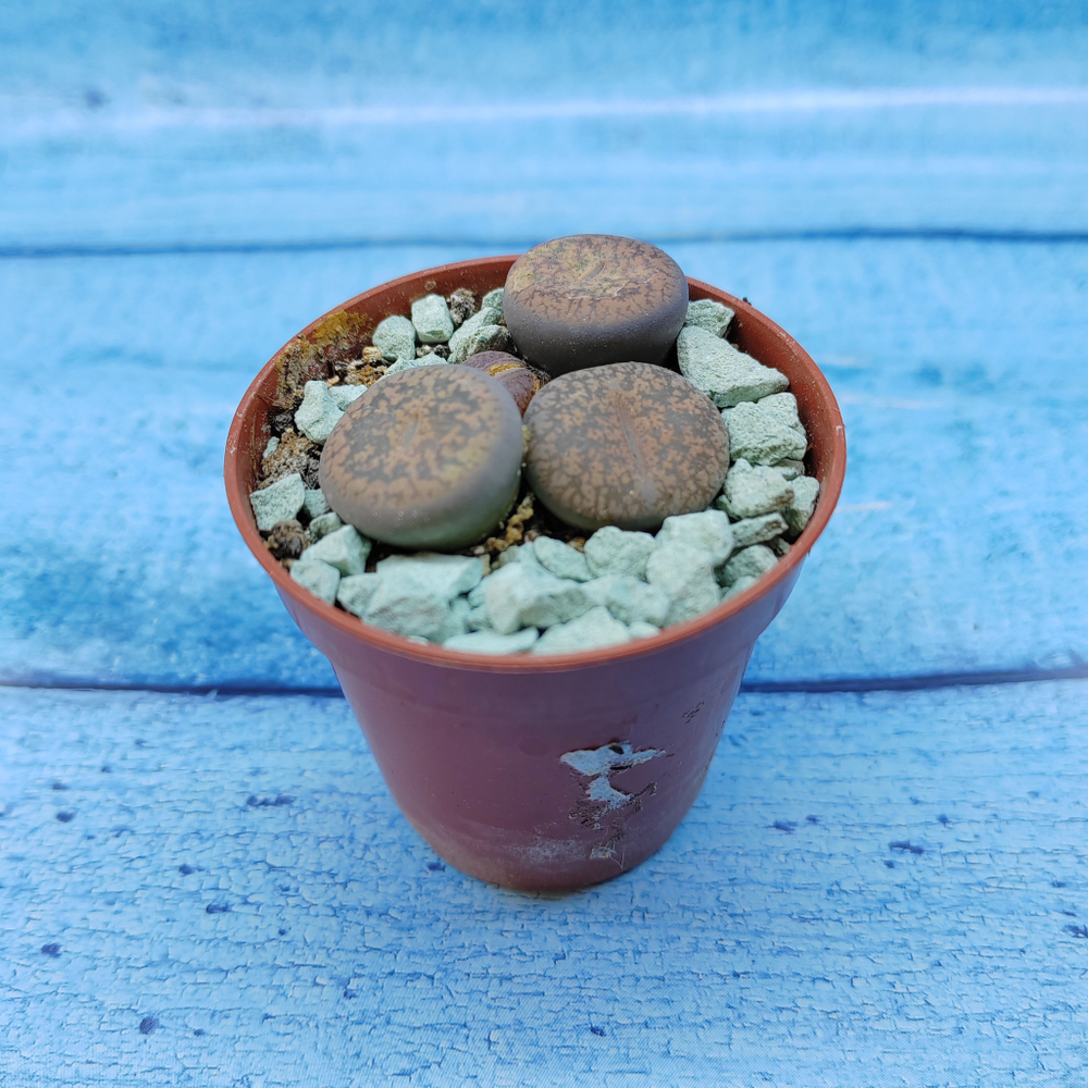Lithops sp. (Литопсы)