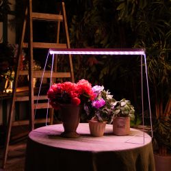 ULI-P12-18W-SPLE IP40 WHITE Светильник для растений светодиодный линейный. 560мм. выкл. на корпусе. Спектр для фотосинтеза. TM Uniel