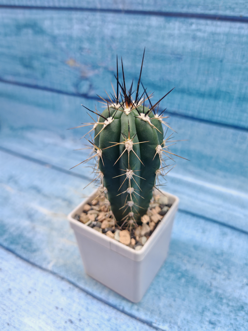 Stetsonia Coryne (Стэтсония)