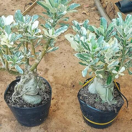 Адениум обесум 339 Lá Cẩm thạch