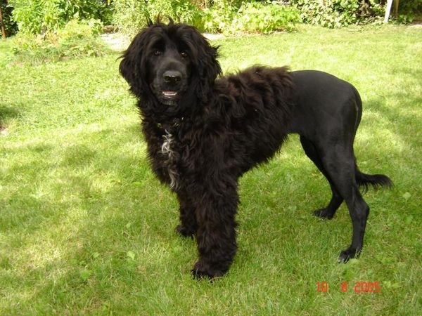 Португальская водяная собака Португальская водяная собака