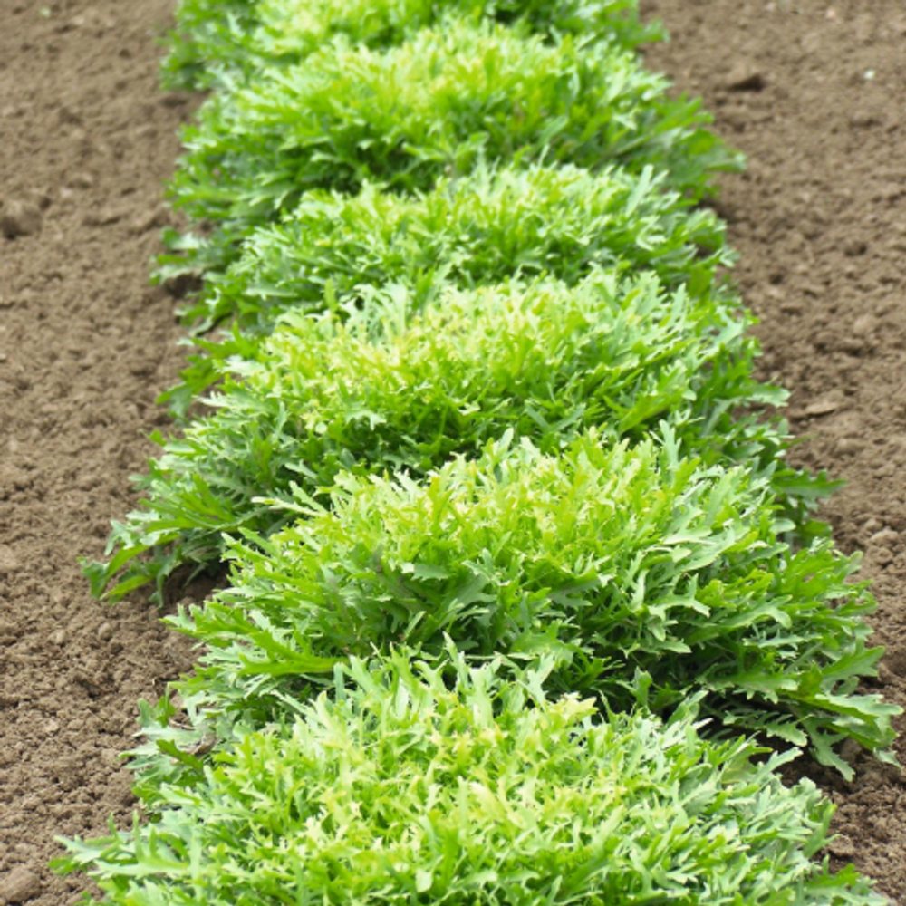 Эндивий Родос F1 (1000шт)  Витагрин Профи