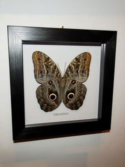 Бабочка Caligo placidianus в рамке