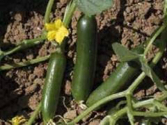 Цунами F1 семена огурца партенокарпического (Sakata / Саката)