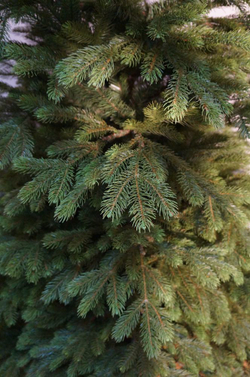 Ель 155 см Black Box Коттеджная Голландия фрагмент