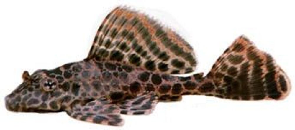 Птеригоплихт парчовый S (код 848)