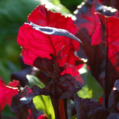 Булз Блад Скарлетта семена мангольда (Sakata / Саката)