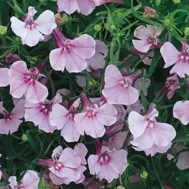 S4610 Лобелия RIVIERA LILAC 1000 шт.