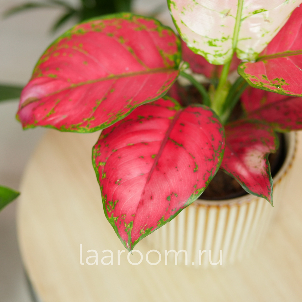 Аглонема Ред Джой 12/35