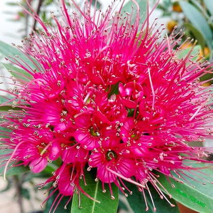 Ксантостемон розовый