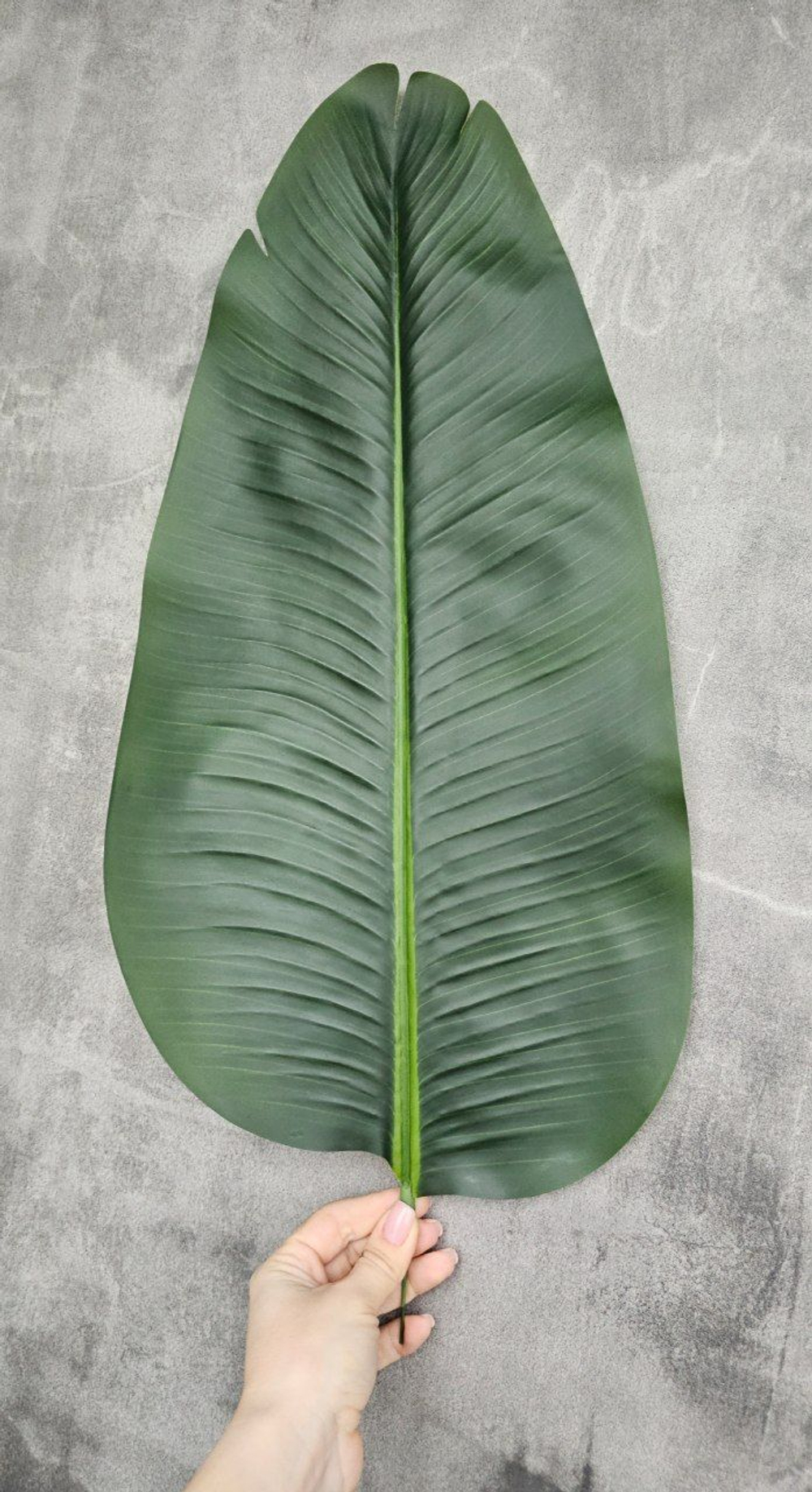 Стрелиция 150 см без кашпо / Арт 3081