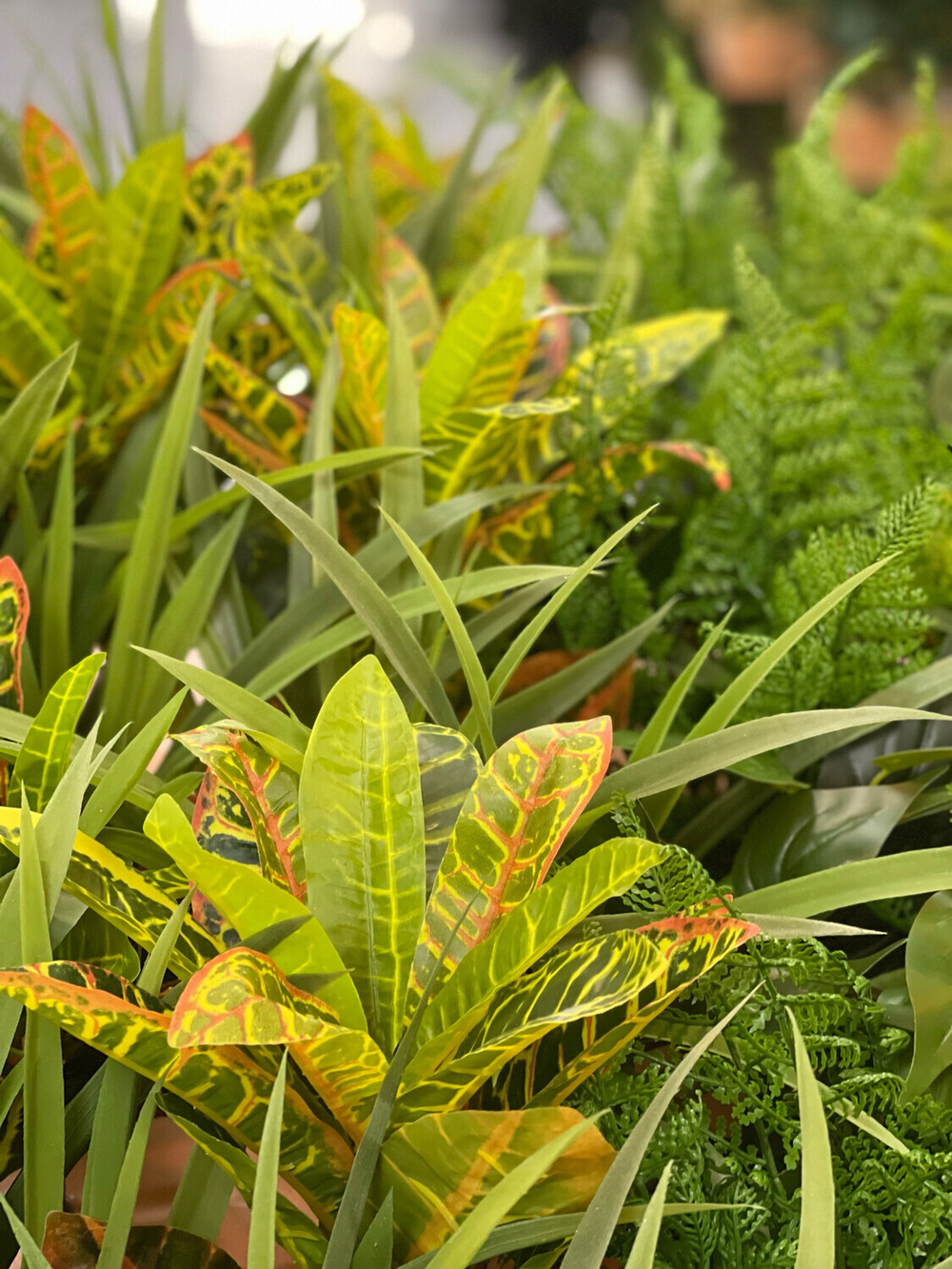 Цимбидиум мелколистный 45 см.