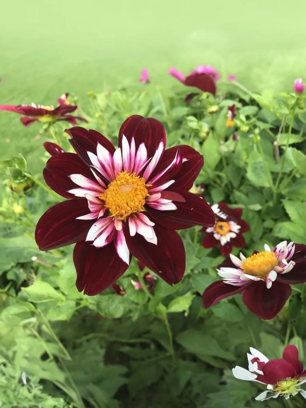 Георгин воротничковый Найт Баттерфляй