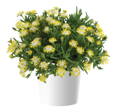 37142 Делосперма DELIGHTFUL Yellow (Весна 2026)