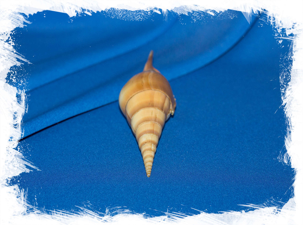 Tibia curvirostris, Rostellaria dentula