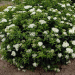 Спирея японская Альбифлора С5 30-40