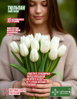 Тюльпан Луковица, Вайт Флаг, 10шт