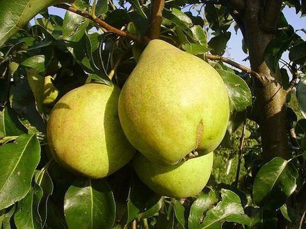 Груша осенняя Просто Мария (9-летняя)