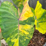 Колоказия PHA KEP TAWAN