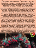 Гвоздика ампельная Ред красная ароматная