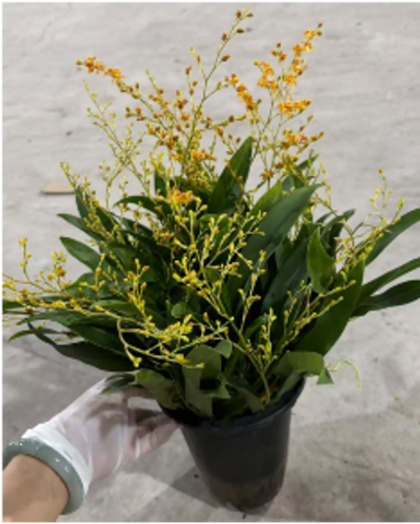 Онцидиум желтый д. 16