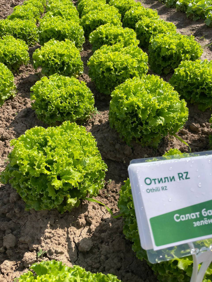 Отили семена салата батавия Rijk Zwaan-Райк Цваан – фото 7
