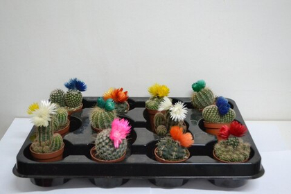 Кактус диско микс д. 5,5