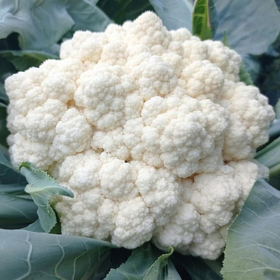 Вайтекс F1 семена капусты цветной (Seminis / Семинис)