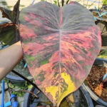 Колоказия NOOM SUPHAN