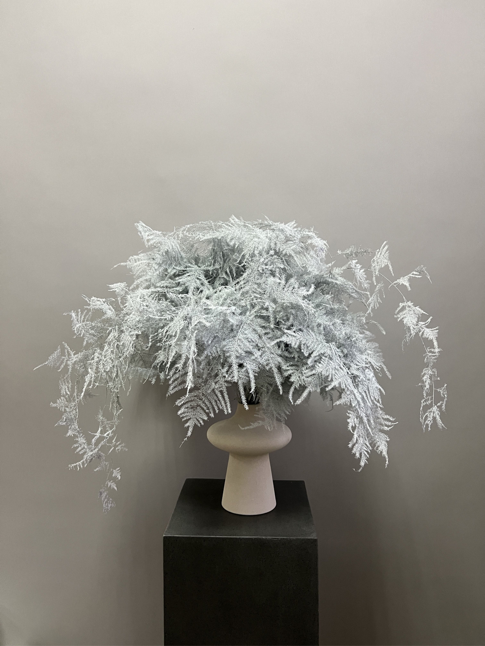 Аспарагус Veren белый 1 шт